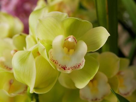 シンビジュームのアップの写真