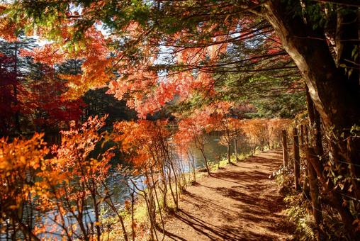 紅葉 紅葉の写真