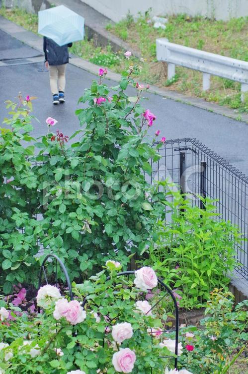 雨の日の花壇と傘をさす人 雨の日,傘,花壇の写真素材