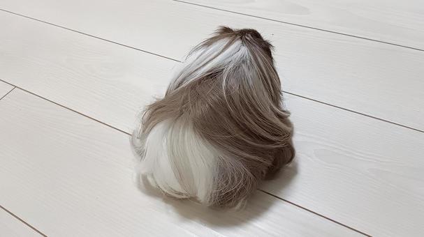 長毛モルモットの後ろ姿 モルモット,ペット,動物の写真素材