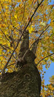 黄金色に染まるプラタナスの木を見上げる プラタナス,紅葉,黄葉の写真素材
