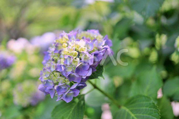 色付き始めた紫色のアジサイ アジサイ,あじさい,紫陽花の写真素材