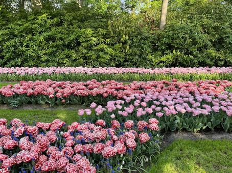 キューケンホフ公園 キューケンホフ公園 キューケンホフ,チューリップ,アムステルダムの写真素材