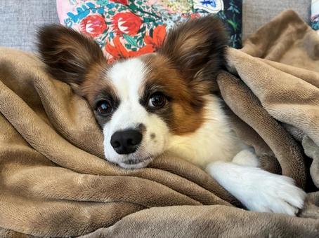 あざとい男犬 パピヨン,papillon,犬の写真素材