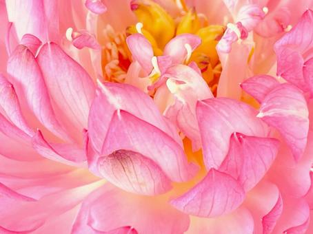 ピンクの花のクローズアップ素材 ピンクの花のクローズアップ素材 花,フラワー,赤の写真素材