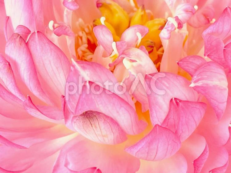 ピンクの花のクローズアップ素材 花,フラワー,赤の写真素材