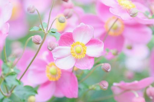 秋に咲くシュウメイギクの花 秋に咲くシュウメイギクの花の写真