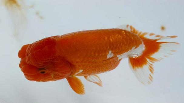 【魚の写真】らんちう(金魚) 【魚の写真】らんちう(金魚) ペット,水槽,魚の写真素材