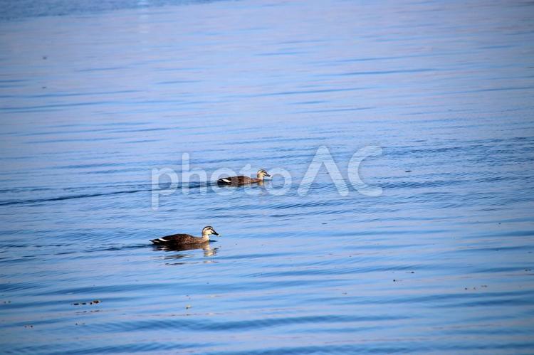長崎の大村湾のカルガモ 長崎,大村湾,カルガモの写真素材