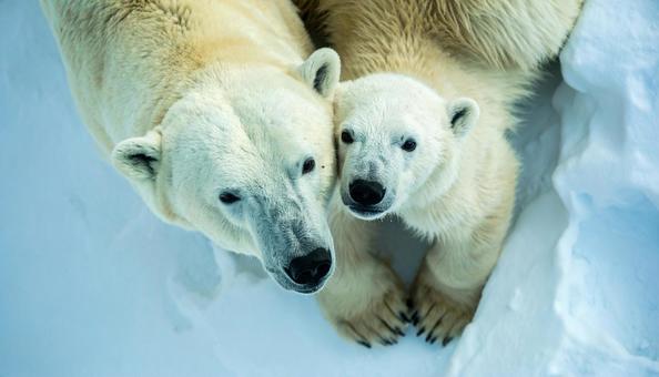 白クマの親子 白クマの親子の写真