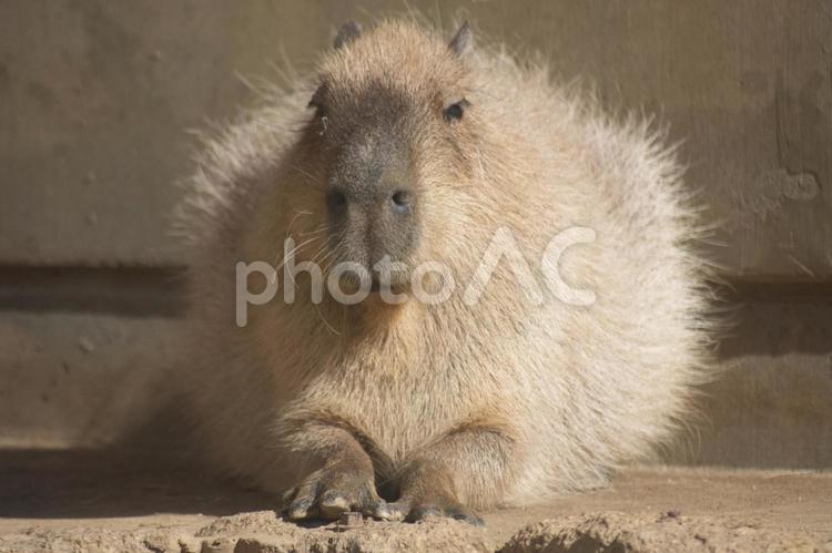 きちんとお座りするカピバラ カピバラ,動物,動物園の写真素材