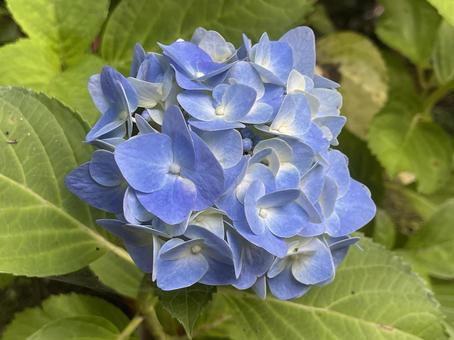 紫陽花10 紫陽花10の写真