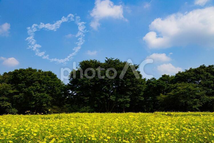 ハート雲の見える公園(PSD) 青空,晴天,ハートの写真素材
