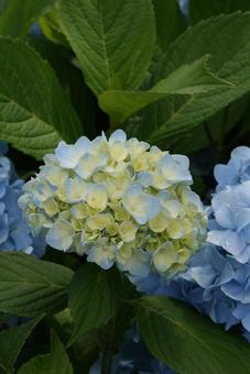 Photo, blue flower, mangsa udan, hydrangea, 