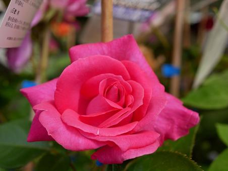 薔薇 薔薇の写真
