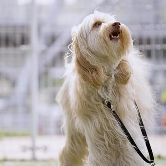 Photo, dog, labradoodle, popularity, 