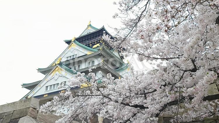 大阪城と桜 春,景色,大阪の写真素材