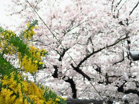 ミモザと桜 ミモザと桜の写真