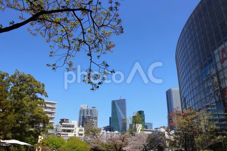 ４月上旬の東京六本木の庭園の桜 背景,桜,花の写真素材