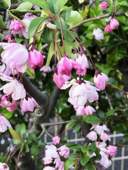 ピンクの花 ピンクの花の写真