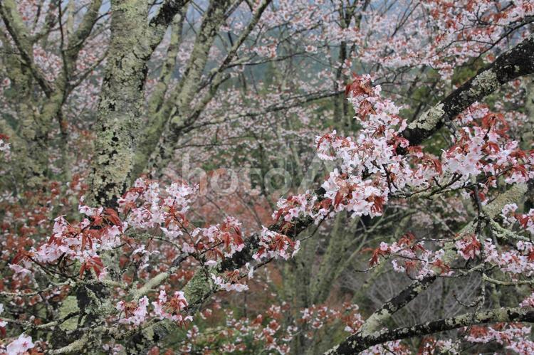 吉野山の山桜 吉野山,山桜,シロヤマザクラの写真素材