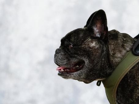 犬の横顔(フレンチブルドッグ) 犬の横顔(フレンチブルドッグ)の写真