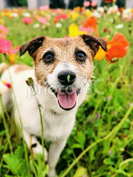 ポピーのお花畑とジャック ジャックラッセルテリア,ポピー,犬の写真素材