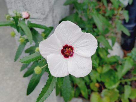 フヨウの花 芙蓉,高砂芙蓉,タカサゴフヨウの写真素材