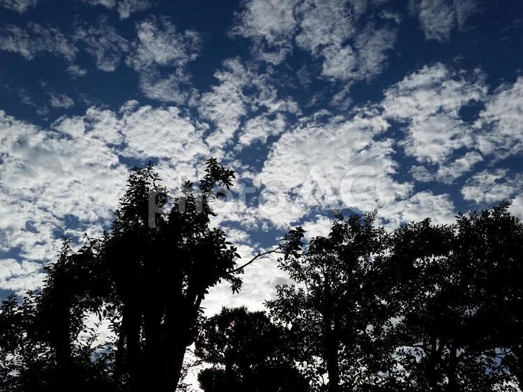 青空と木のシルエット 青空,木,シルエットの写真素材