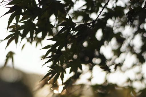 もみじ 青もみじ,初秋,秋の写真素材