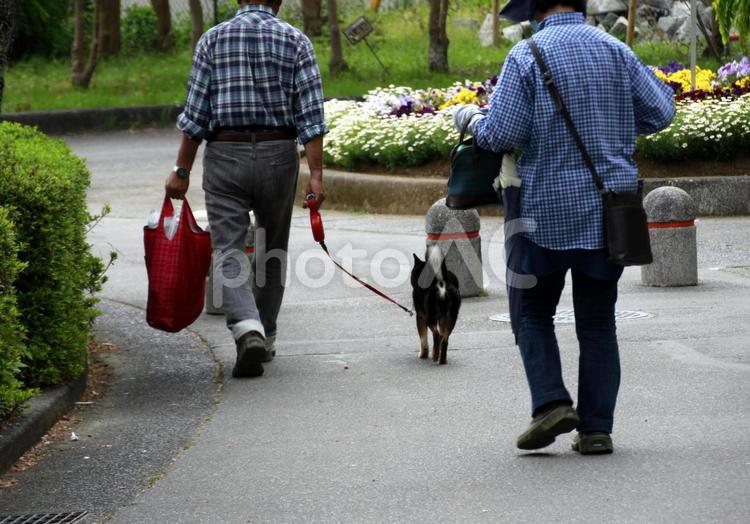 柴犬も花見ごろ　02 いたずら,いぬ,お散歩の写真素材