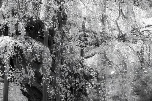 三春町の滝桜、艶やか 三春町の滝桜、艶やか 滝桜,モノクロ,枝垂れ桜の写真素材