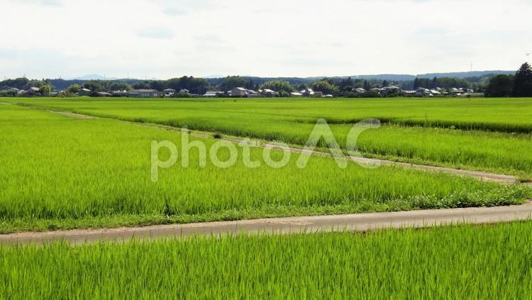 田園風景 自然,環境,農業の写真素材