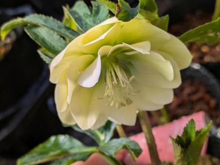 美しいクリスマスローズの写真