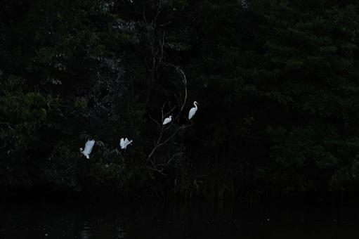 サギの夜 サギの夜の写真