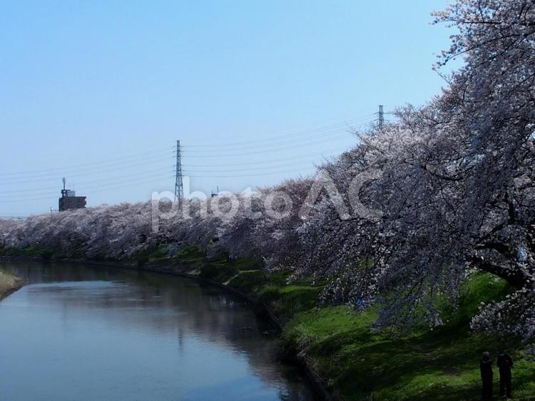 春の桜並木 春,桜,川沿いの写真素材