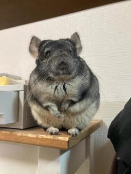 Photo, chinchilla, small animals, gray, 