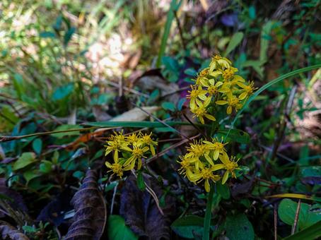 黄色い花の写真