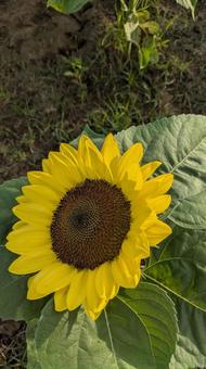 Photo, sakura furusato square, sunflower, sunlight, 