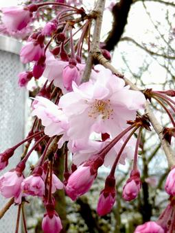 ピンク色多めな郊外のサクラの花 ピンク色多めな郊外のサクラの花 サクラ,花,植物の写真素材