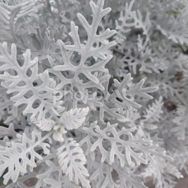 雪の結晶のようなシロタエギク シロタエギク,キク科,多年草の写真素材