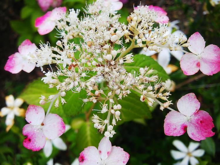 ガクアジサイ 紫陽花,自然,花の写真素材