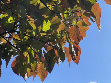神田川10月：秋晴れの遊歩道の紅葉 樹木,紅葉,快晴の写真素材
