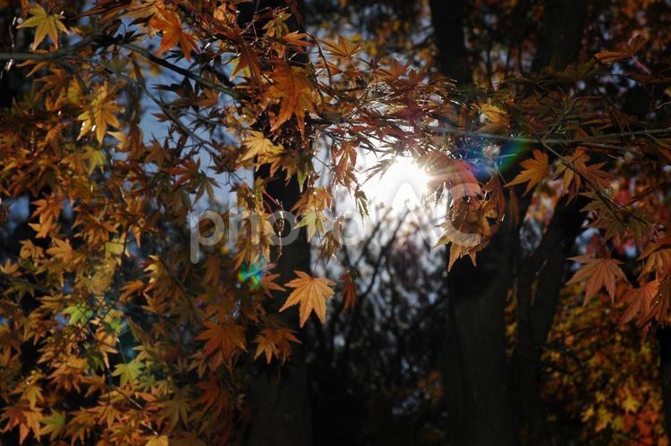 秋を感じさせる紅葉から差す日光の輝き‼︎ 秋,葉,木の写真素材