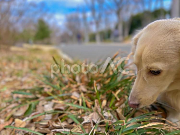 犬のお散歩 犬,ペット,ミニチュアダックスフントの写真素材