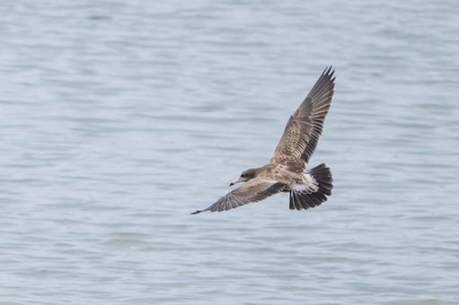 ウミネコの飛翔 ウミネコの飛翔の写真
