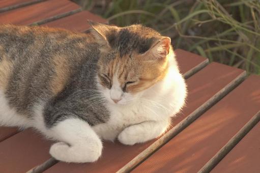 ねこ ねこ ねこ,野良,動物の写真素材