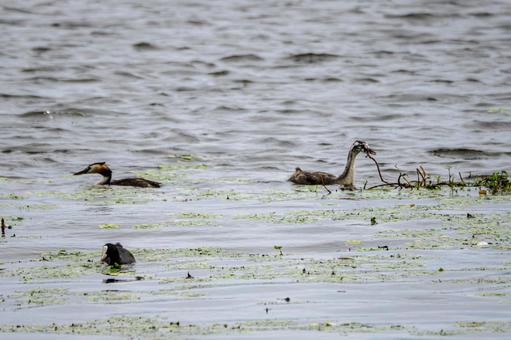 Photo, bird, great crested grebe, wild bird, 