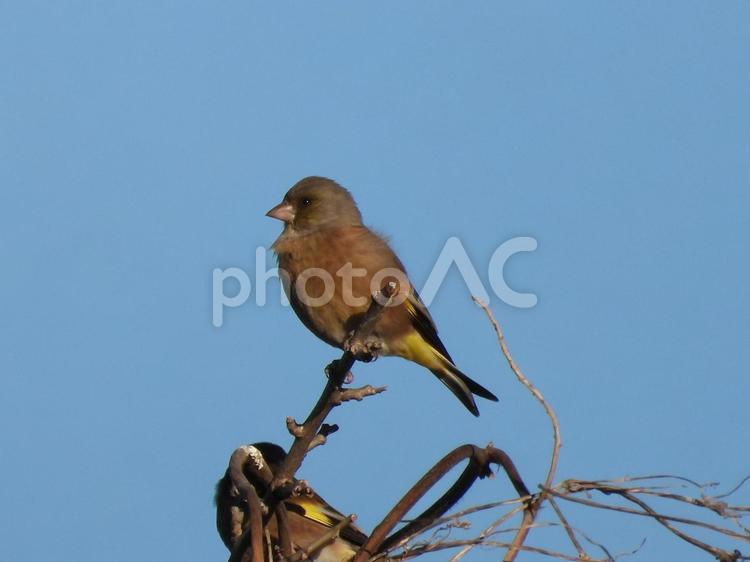 近所の小川で撮ったカワラヒワ 鳥,小鳥,野鳥の写真素材