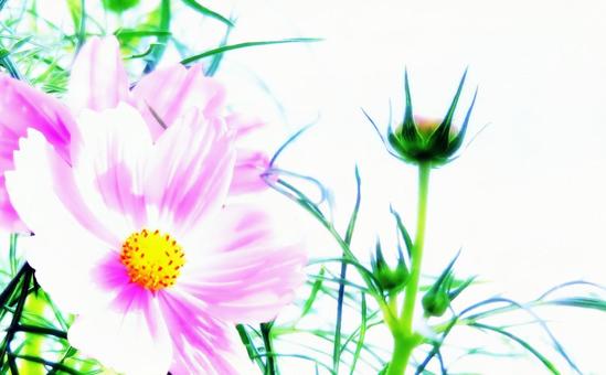 ピンクの秋桜の花と蕾の写真